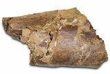 Fossil Dinosaur Appendage Bone Section - Wyoming #381174-1